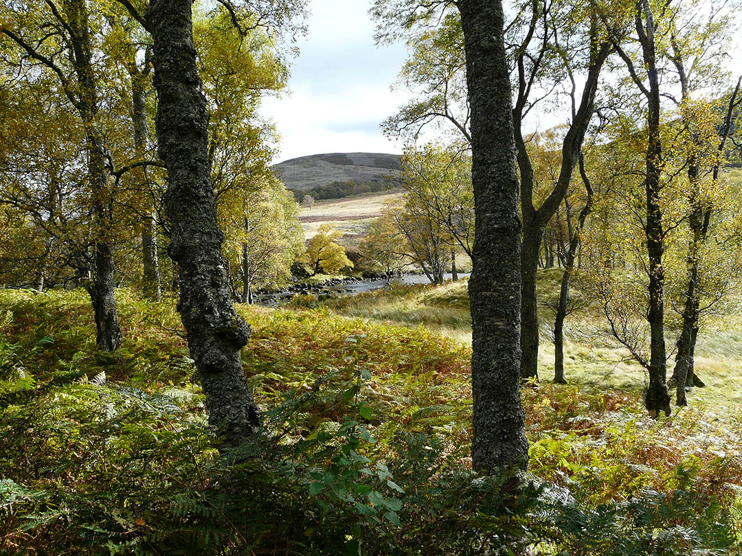 Serene Trees with River